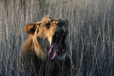 Lion yawning.jpg