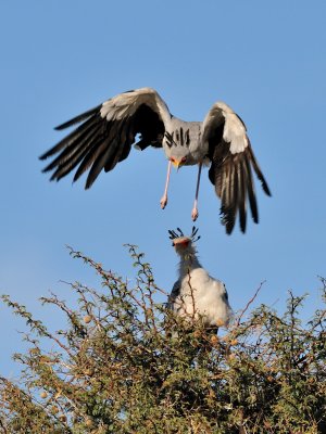 Secretary Birds II.jpg