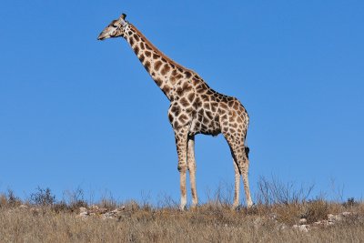 Giraffe I.jpg