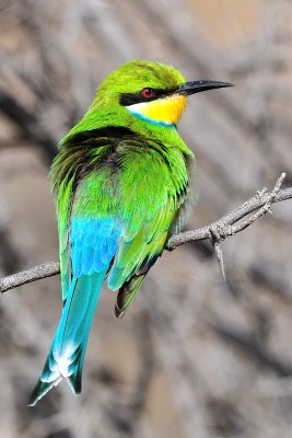 Bee Eater I 1200.jpg