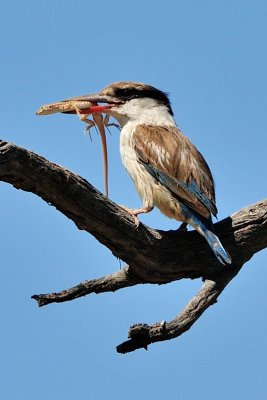 Woodlands King Fisher 2.jpg