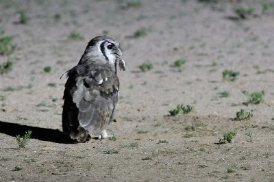 Verreaux Eagle Owl 2.jpg