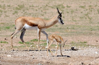 Springbok 1.jpg