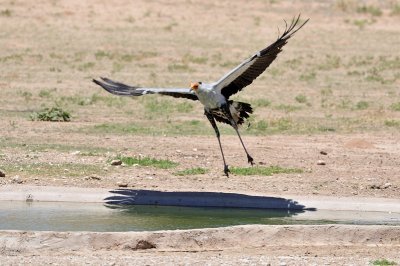 Secretary Bird 1.jpg