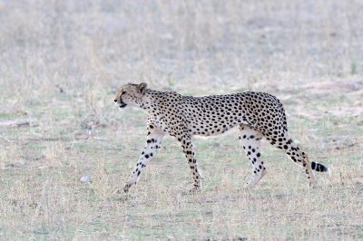 Cheetah 8.jpg