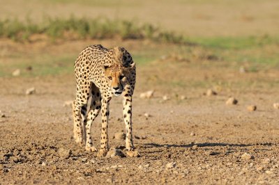 Cheetah 4.jpg