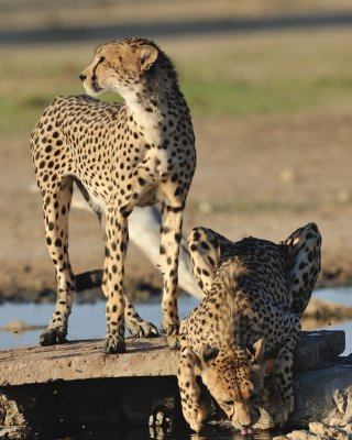 Cheetah 11.jpg