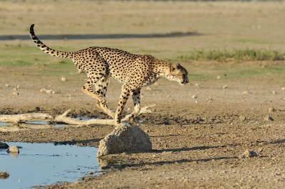 Cheetah 14.jpg