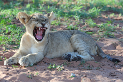 A big yawn