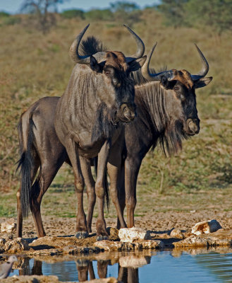 Wildebeest Standing