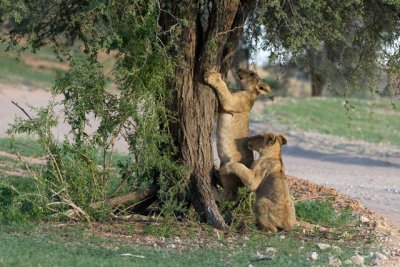 Various Wildlife