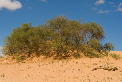 Carcasson dune