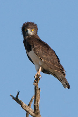 Snake eagle