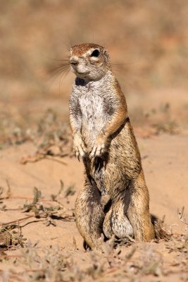 Squirrel (male I think)