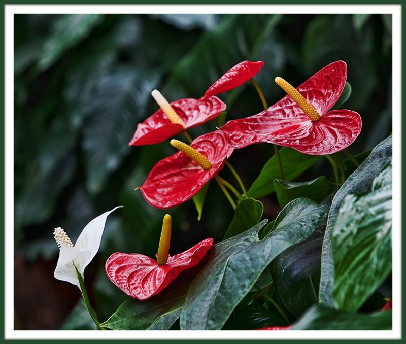Les antennes paraboliques floraux