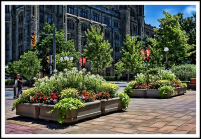 A Floral Display in Downtown Ottawa