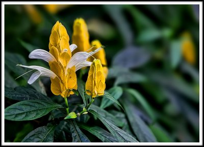 une fleur perch ... prt  voler