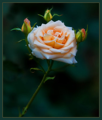 La Rose Presque Blanche