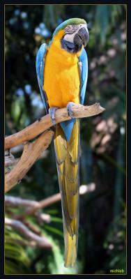 Macaw at the Dreher Zoo of West Palm Beach