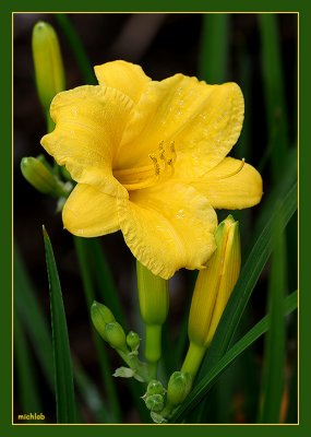 Pure Yellow Tiger Lilly Growing Wild