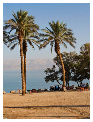 Palms by the Dead Sea
