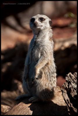 Meerkat 2