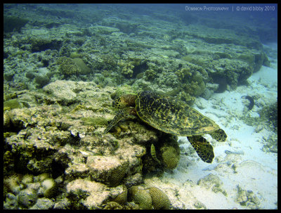 Female green turtle eating