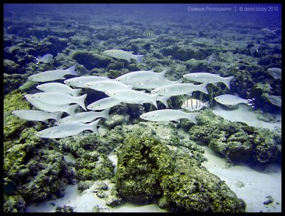 Mullet school with barred flagtail and convict tangs