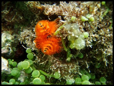 Christmas tree worms