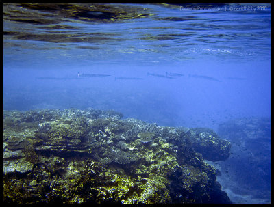 Keeltail needlefish