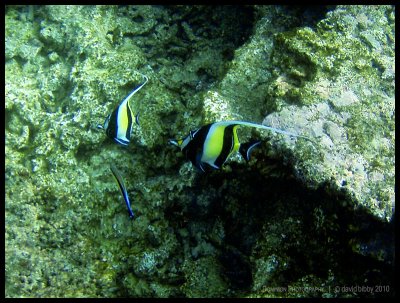 Moorish idols