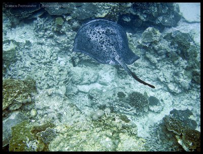 Black-blotched stingray