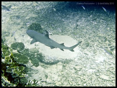 White tipped reef shark