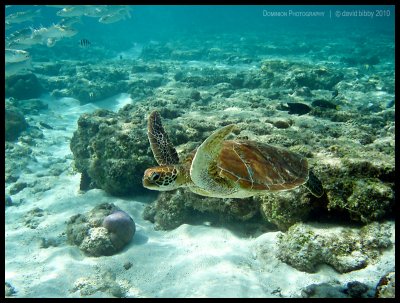 Green turtle in the shallows 2