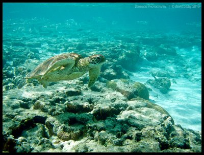 Green turtle in the shallows 3