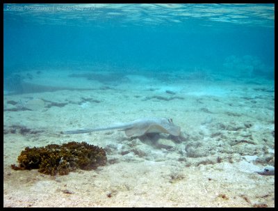 Blue-spotted ribbontail ray