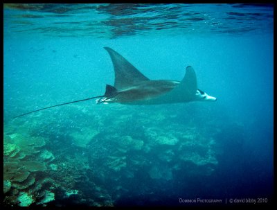 Lady Elliot Island - Below