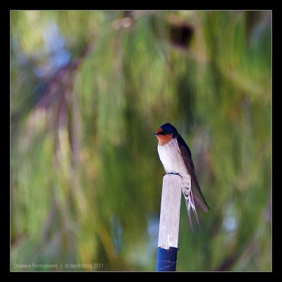 Barn swallow