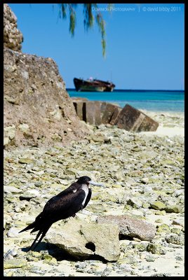 Lesser frigatebird on North Beach