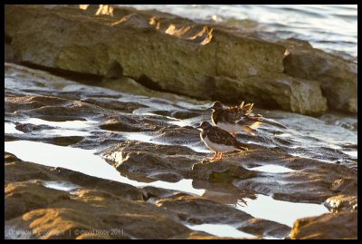 Sandpipers at sunset