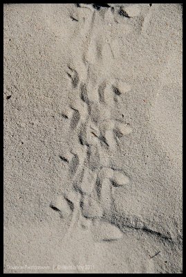 Turtle hatchling tracks