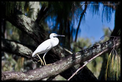 White eastern reef egret