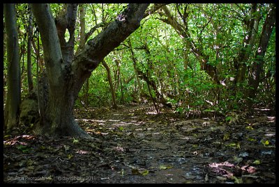 Pisonia forest 1