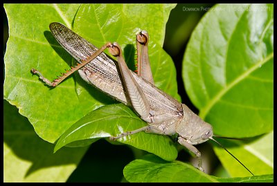 Grasshopper