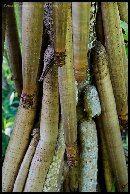 Pandanus roots