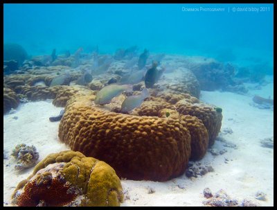 Schooling parrotfish