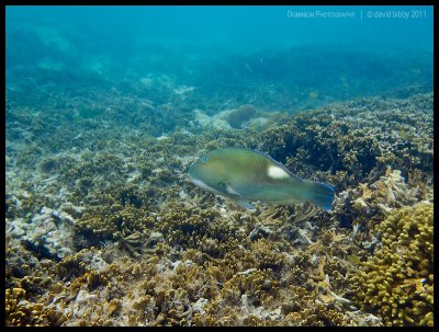 Blue tuskfish