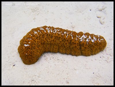 Hermann's sea cucumber