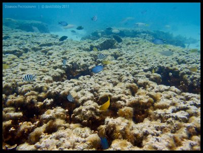 Coral and small fish in the lagoon