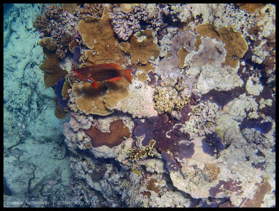 Wrasse at a cleaning station